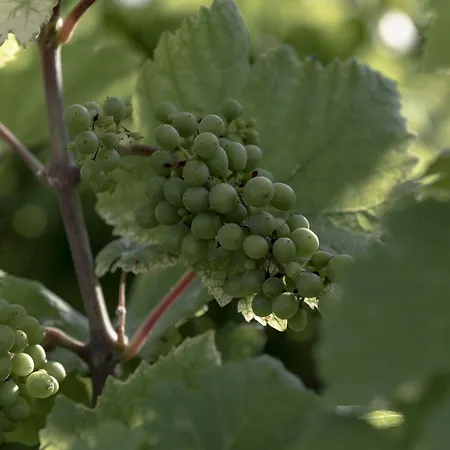 Royal Champagne & Champillon