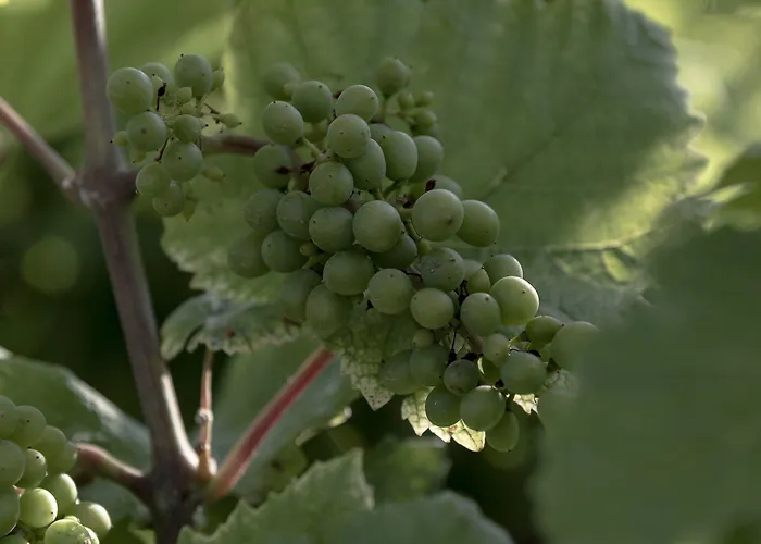 Royal Champagne & Champillon